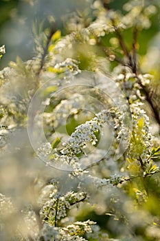 Flowers Spirea On Branches In Springtime