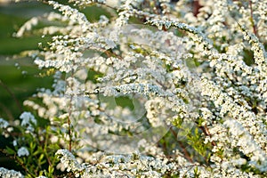 Flowers Of Spirea Of Bush In Garden In Springtime