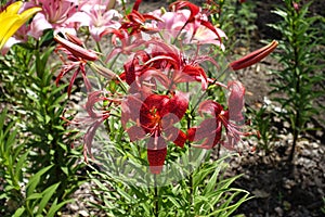 Flowers of spotted red lily with recurved petals in June