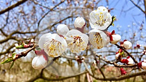 The flowers in the spring