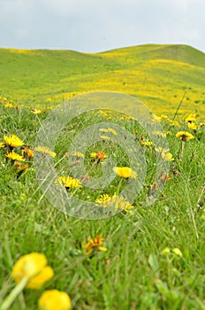 Flowers in spring