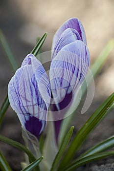 The flowers when spring arrives