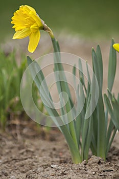 The flowers when spring arrives