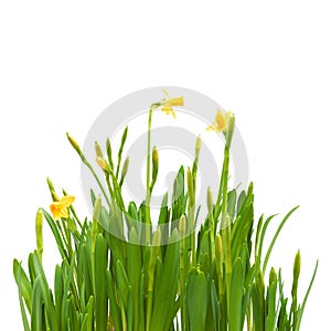 Flowers spring bloom daffodils isolated white