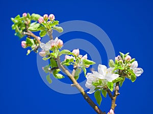 Flowers, spring and blue sky in a garden with green plants, leaves growth and plum tree flower. Fresh, leaf and