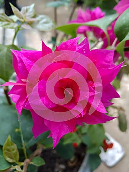 Flowers in spring. Bougainvillea Bambino Baby Allison flowers