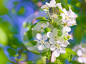 Flowers, spring bush and blue sky in a garden with green plants, leaves growth and plum tree flower. Nature, leaf and