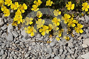 Flowers of a spring cinquefoil