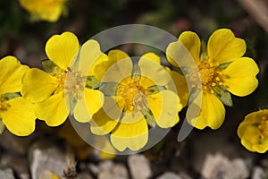 Flowers of a spring cinquefoil