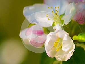 Flowers, spring closeup and nature in a garden with green plants, leaves growth and plum tree flower. Fresh, leaf and