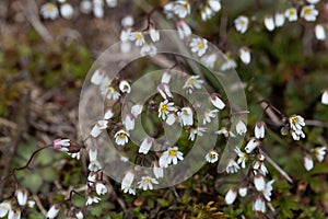 Flowers of spring draba Draba verna