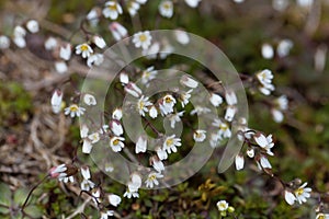Flowers of spring draba Draba verna