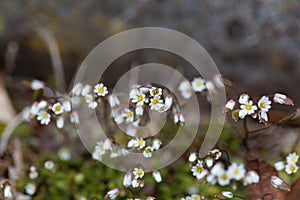 Flowers of spring draba Draba verna