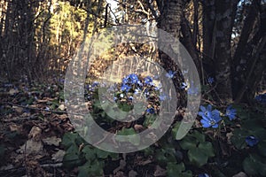 Flowers in the spring forest