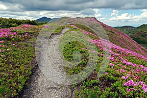 Flowers. Spring landscape. Mountain path through the rhododendrons - Rodnei Mountains, landmark attraction in Romania