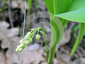 Flowers spring lily of the valley on a decorative flower bed in the garden