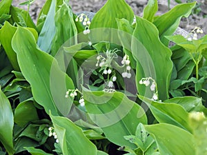 Flowers spring lily of the valley on a decorative flower bed in the garden