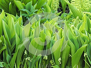 Flowers spring lily of the valley on a decorative flower bed in the garden