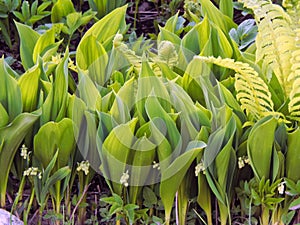 Flowers spring lily of the valley on a decorative flower bed in the garden