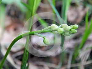 Flowers spring lily of the valley on a decorative flower bed in the garden