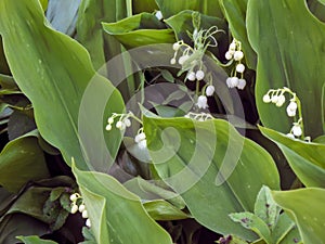 Flowers spring lily of the valley on a decorative flower bed in the garden