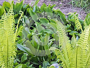 Flowers spring lily of the valley on a decorative flower bed in the garden