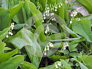 Flowers spring lily of the valley on a decorative flower bed in the garden