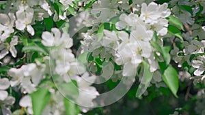Flowers spring seamless infinite loop panorama. Ideal beautiful blossom apple flowers florist ecology background.