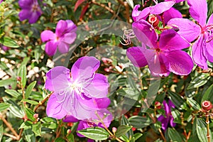 Flowers of spring season at Bao Loc Highland, Vietnam