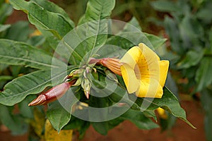 Flowers of spring season at Bao Loc Highland, Vietnam