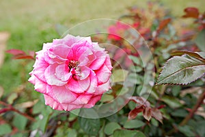 Flowers of spring season at Bao Loc Highland, Vietnam