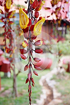 Flowers of spring season at Bao Loc Highland, Vietnam