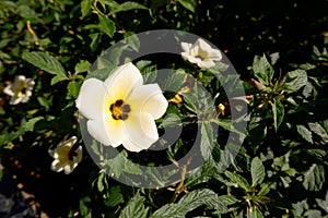 Flowers of spring season at Bao Loc Highland, Vietnam