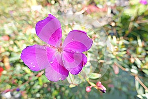 Flowers of spring season at Bao Loc Highland, Vietnam