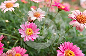 Flowers of spring season at Bao Loc Highland, Vietnam