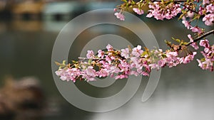 Flowers in spring series: Blossoms of Cherry flowers in small clusters on a cherry tree branch in breeze, close up view, 4K movie