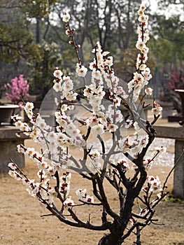 Flowers in spring series: white plum ( Bai mei in Chinese) bloss