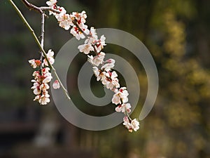 Flowers in spring series: white plum ( Bai mei in Chinese) bloss