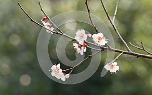 Flowers in spring series: white plum ( Bai mei in Chinese) bloss