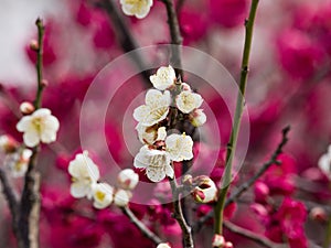 Flowers in spring series: white plum ( Bai mei in Chinese) bloss