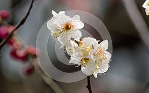 Flowers in spring series: white plum ( Bai mei in Chinese) bloss