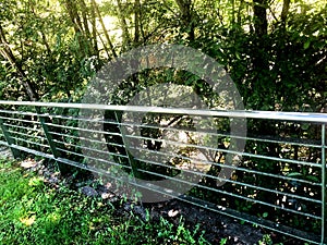 Beautiful view of the fence near forest - cice spring in the Spain photo