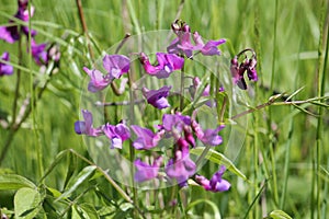 Flowers of spring vetchling Lathyrus vernus plant in wild nature