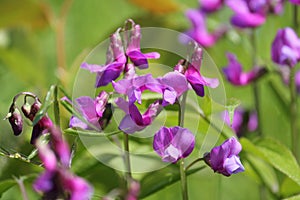 Flowers of spring vetchling Lathyrus vernus plant in wild nature