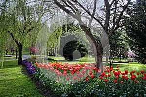 Flowers in springtime