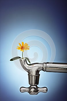 Flowers sprouted in the metal tap