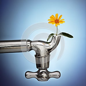 Flowers sprouted in the metal tap