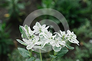 Flowers spurge in the garden