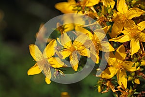 Flowers of St Johns-wort