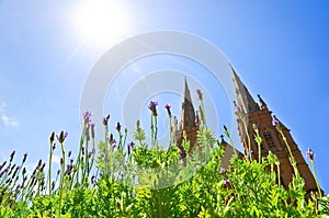 Flowers and St Mary's Cathedral in Hyde Park